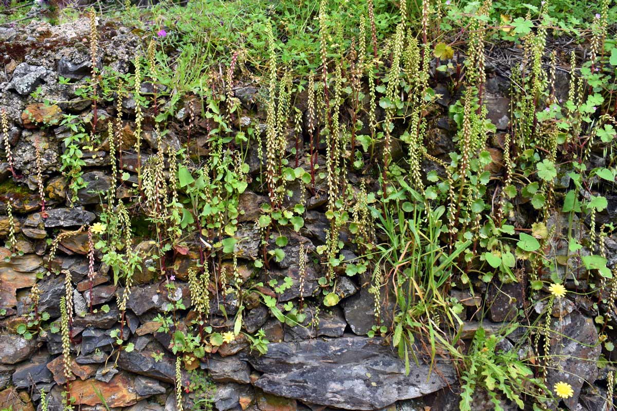 Umbilicus Ruspestris ou Nombril-de-Vénus