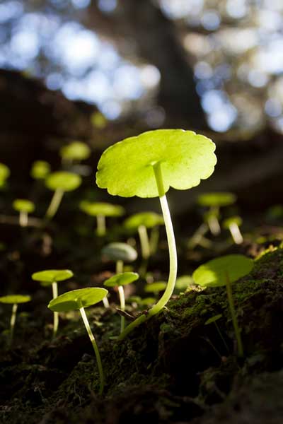 Umbilicus-Ruspestris-Photojope-iStock-498904481 Umbilicus Ruspestris ou Nombril-de-Vénus
