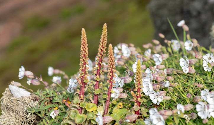 Umbilicus-Ruspestris-Tom_Meaker-iStock-1554021858 Umbilicus Ruspestris ou Nombril-de-Vénus