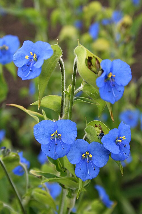 500px-Commelina_tuberosa_JPG1 ©Jean-Pol Grandmont