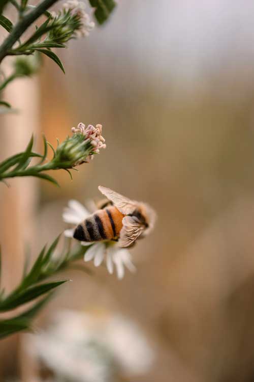 Une abeille dans les sanctuaires des réserves naturelles