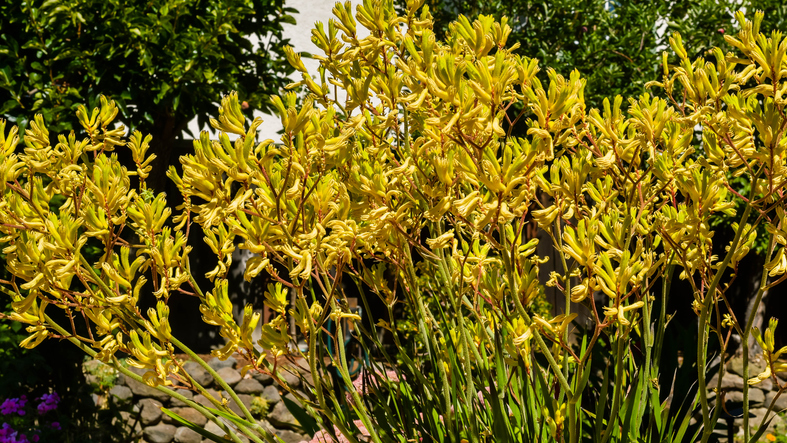 Anigozanthos - jejim - iStock-2249857490 ©jejim