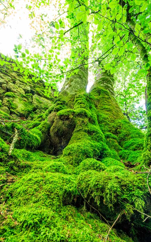 arbres dans les sanctuaires des réserves naturelles