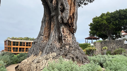 Base-du-dragonnier-d'Icod-©Valérie-Collet Le dragonnier d'Icod, une sève et un tronc puissants ©Valérie Collet