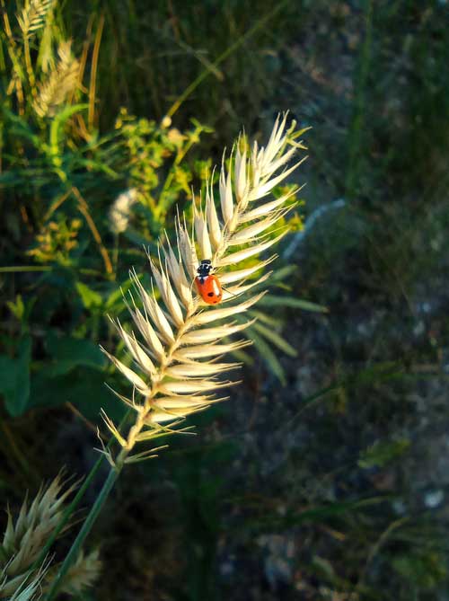 coccinelle dans les sanctuaires des réserves naturelles