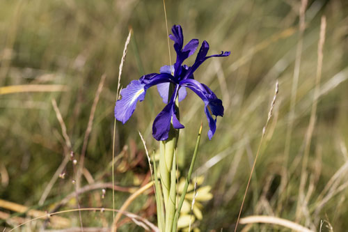Depositphotos-Iris-latifolia-ok_310777578-ChWeiss Iris latifolia - Iris des Pyrénées