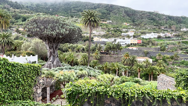 Dragonnier-d'Icod-et-paysage-©Valérie-Collet Le dragonnier d'Icod dans son environnement ©Valérie Collet