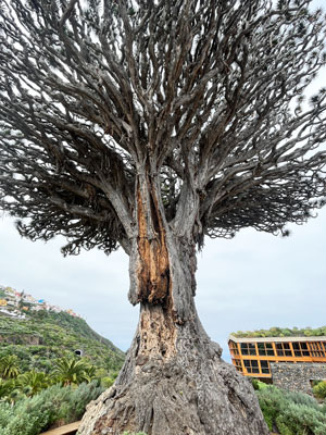 Dragonnier-Icod-1OK-©Valérie-Collet Le dragonnier d'Icod ©Valérie Collet