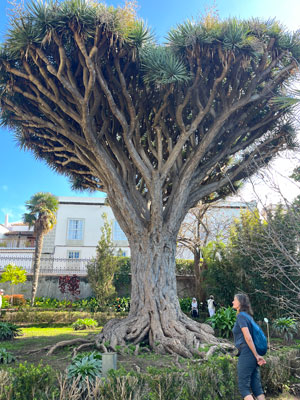 Dragonnier-Jardin-botanique-La-Orotava-©Valérie-Collet Dragonnier, jardin botanique de la Orotava ©Valérie Collet