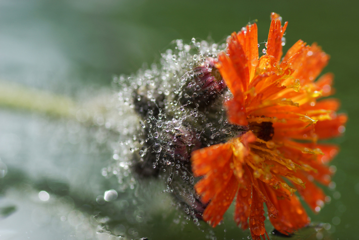 épervière - La_Corivo iStock-500199803 ©La Corivo