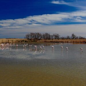 Flamands roses dans les sanctuaires des réserves naturelles