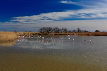 Flamands roses dans les sanctuaires des réserves naturelles
