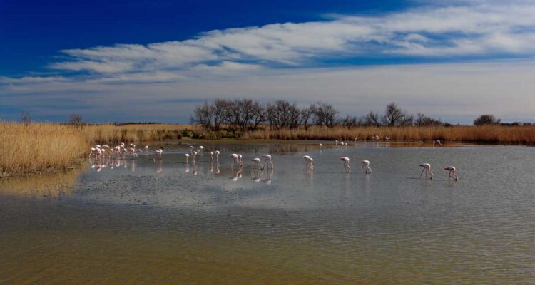 Flamands roses dans les sanctuaires des réserves naturelles