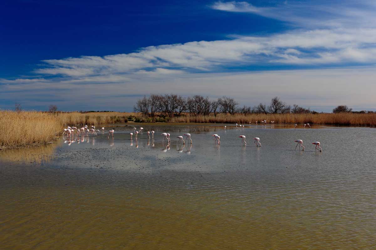 Flamands roses dans les sanctuaires des réserves naturelles