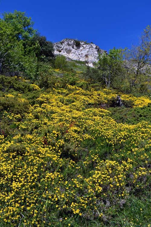 Fleurs dans les sanctuaires des réserves naturelles