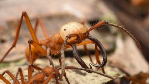 Fourmi égionnaire d'Amazonie