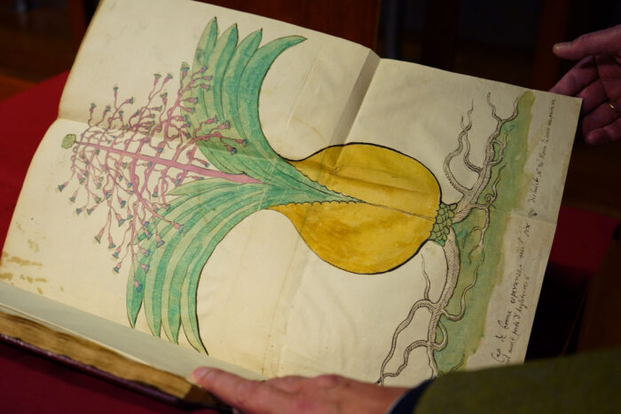 horto Farnesiano_BnF_1 ©Eléna Carloni / BnF