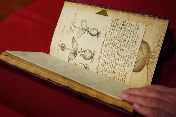 horto Farnesiano_BnF_3 ©Eléna Carloni / BnF