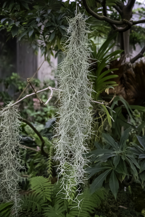 iTillandsia usneoides - naotto1 Stock-2228880771 ©naotto1