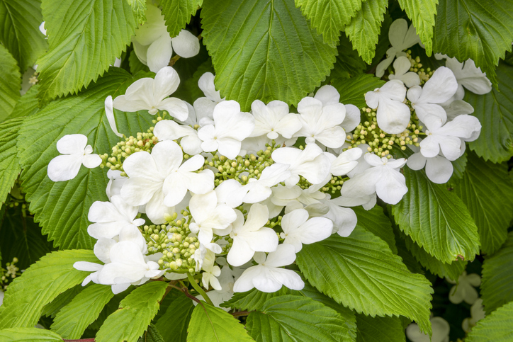 iViburnum plicatum mariesii - Stock-1277150957 'Mariesii' en mai ©Steve Hamilton