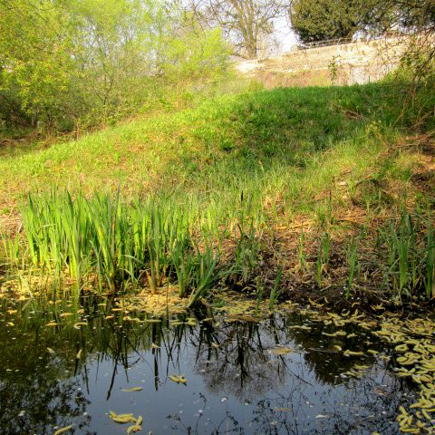 Jardin-Abbe_Pierre-mare2 Mare du Jardin Abbé Pierre