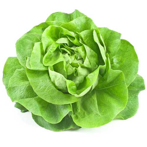 Laitue-lactuca_sativa-Depositphotos_122415736_S Laitue • lactuca sativa