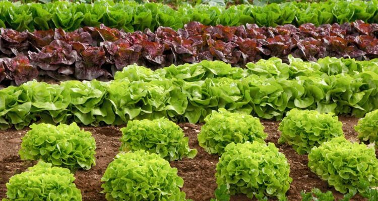 Laitues au potager