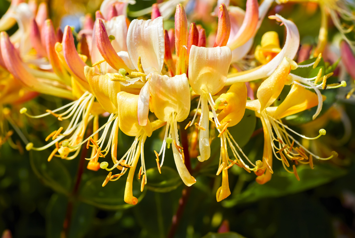 Lonicera periclymenum - shugsfishing iStock-1167414251 L. periclymenum ©shugsfishing