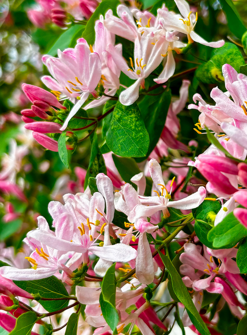 Lonicera tatarica - PotatoeHead iStock-2240600436 Lonicera tatarica ©PotatoeHead