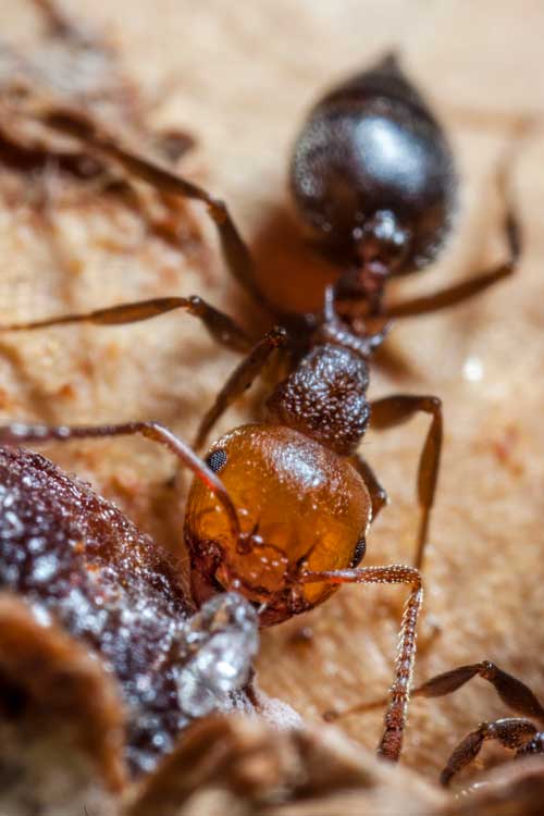 Fourmi Myrcemia Midas