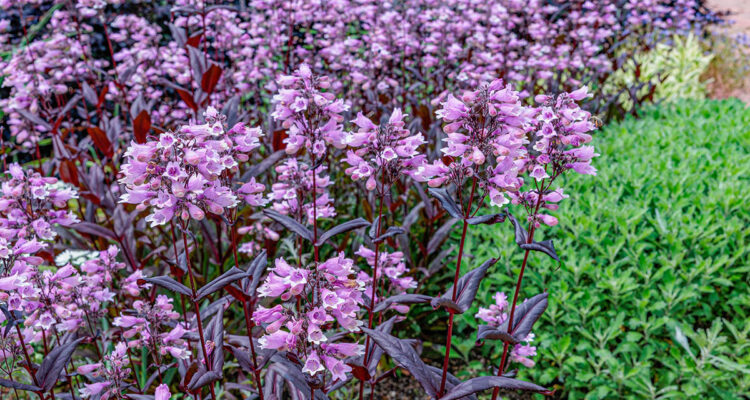 Penstemon