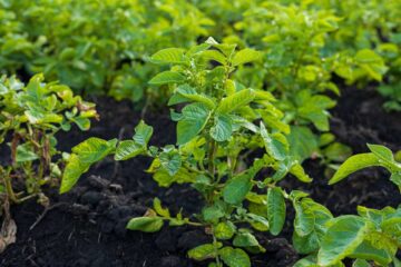 Plants de pommes de terre cultivés en agroécologie