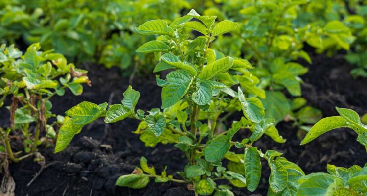 Plants de pommes de terre cultivés en agroécologie