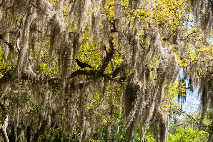 Tillandsia usneoides - Dan Totilca iStock-2209209880 ©Dan Totilca