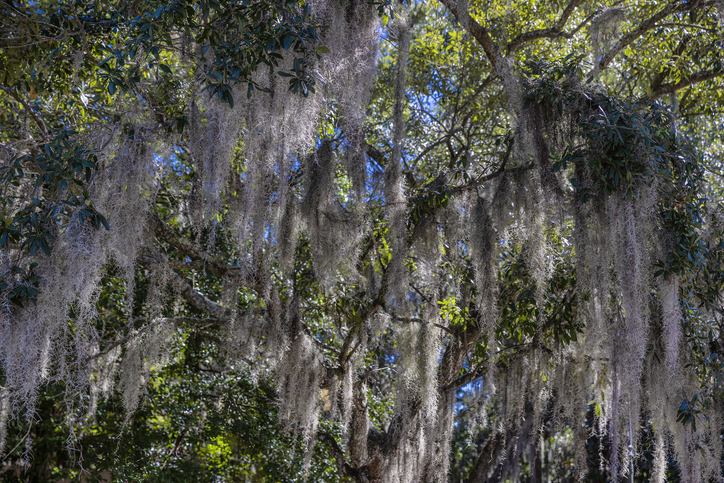 Tillandsia usneoides - Dee iStock-2255082258 Savannah ©Dee