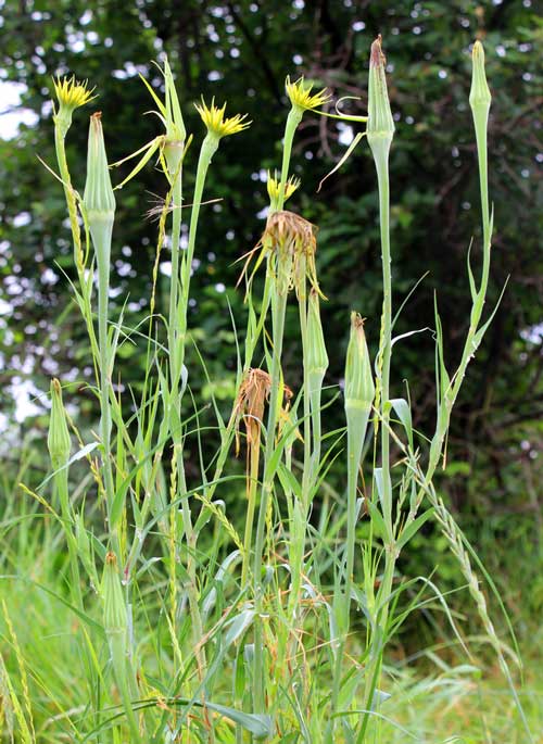 Tragopodon_Dulbius-Depositphotos_673278892_S Tragopodon Dulbius