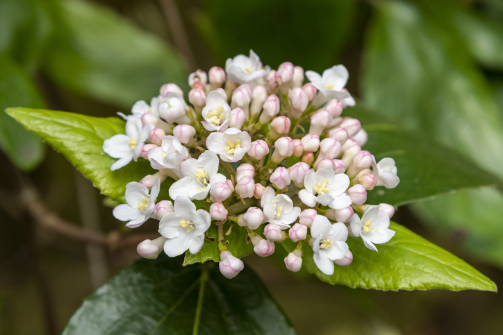 Viburnum burkwoodii - Steve Hamilton iStock-1277151403 ©Steve Hamilton