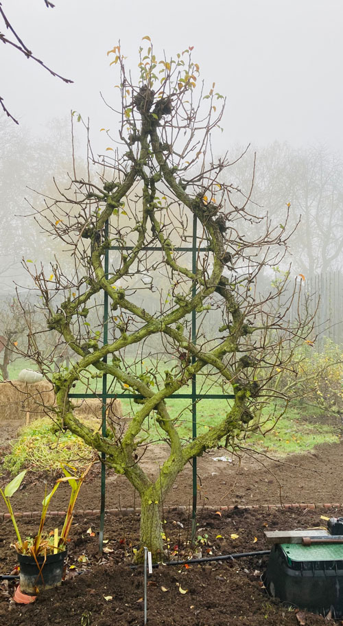 202011-ROUEN-(espalier) espalier • Jardin botanique de Rouen