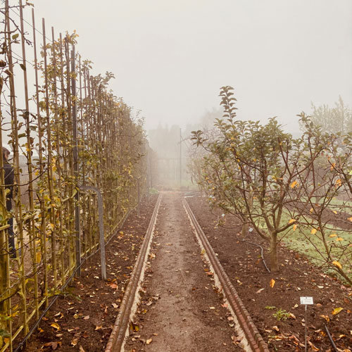 202011-ROUEN-(espaliers) Espalier • Jardin botanique de Rouen