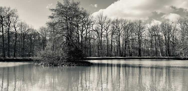 Armainvilliers Forêt d'Armainvilliers • biodiversité en Ile de France