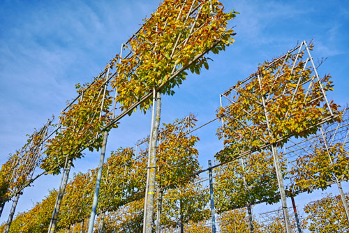Aulnes-espalier-Depositphotos_380004570_S Aulnes en espaliers