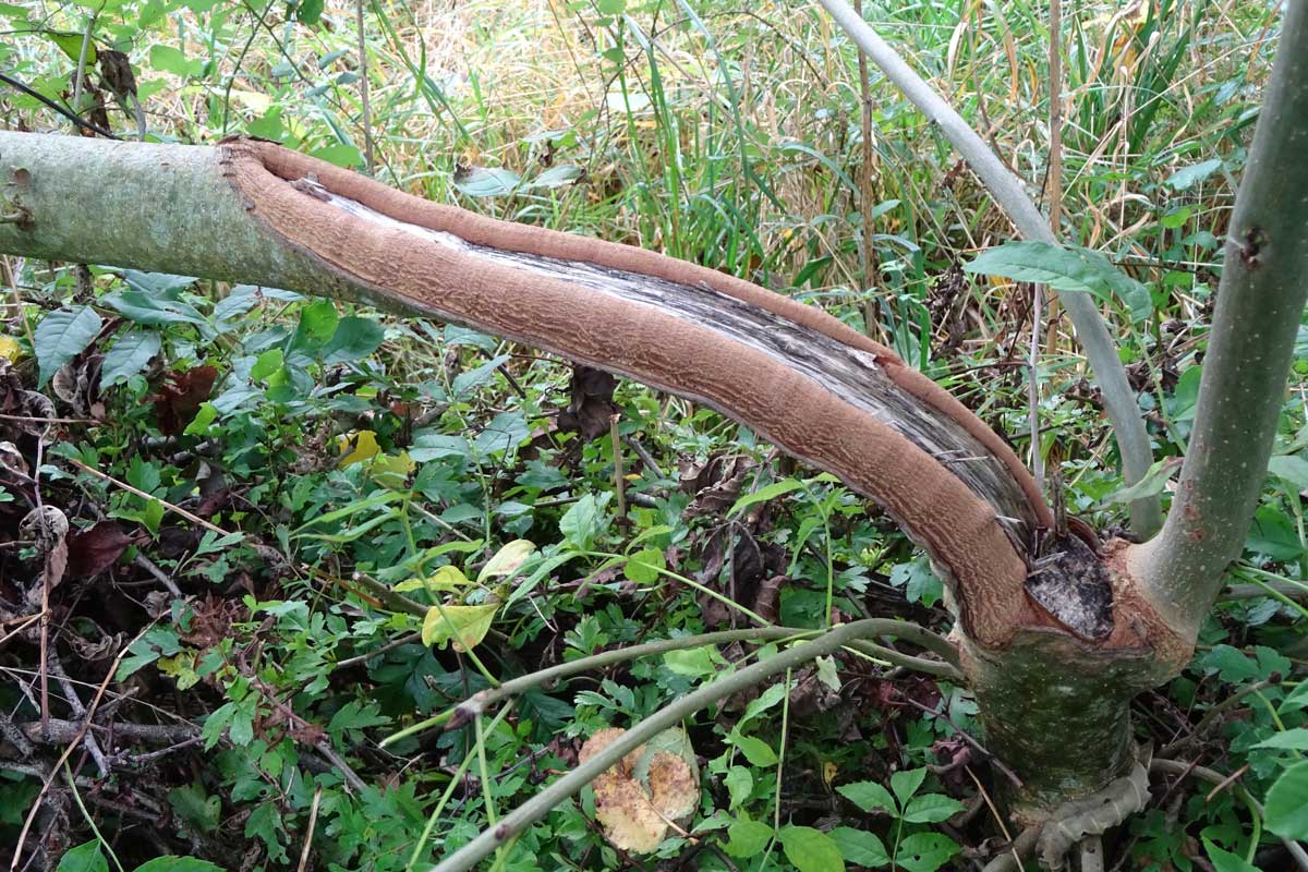 Frêne : bourrelets de renforcement après une saison de pousse