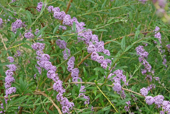 Buddleja alternifolia - Alex Manders ©Alex Manders