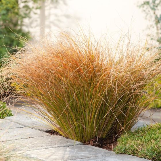carex prairie fire - Plantes de haie ©Plantes de Haie