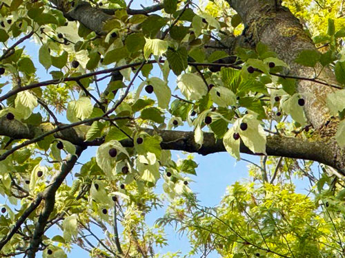 Celles-parc-de-la-Feuillerie-arbre-aux-mouchoirs-©Anne-Tomczak Arbre aux mouchoirs ©Anne Tomczak