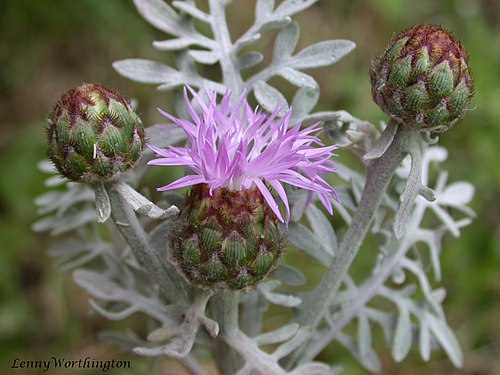 centaurea cineraria - Len Worthington ©Len Worthington