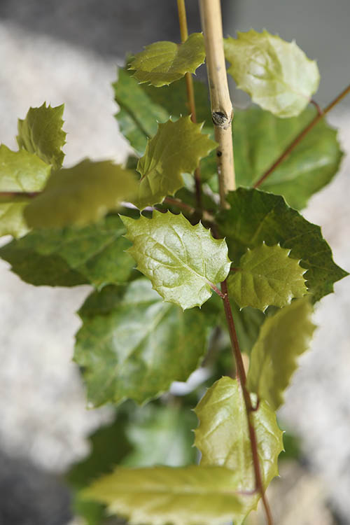 Chênes de Caux_Quercus agrifolia (2)-500x750 ©Carole Desheulles