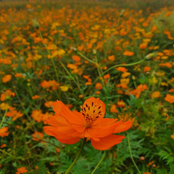 Cosmos sulphureus - Ally Megan ©Ally Megan