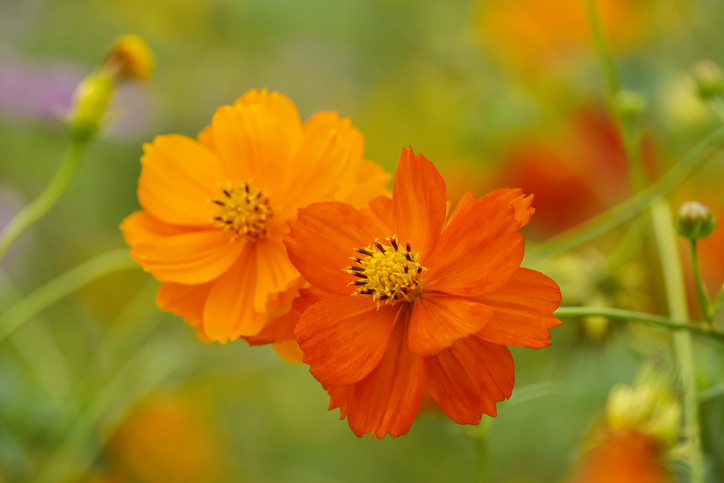 Cosmos sulphureus - Orthosie ©Orthosie