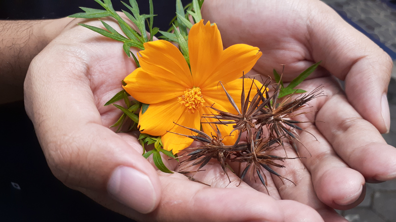 cosmos suphureus - Lia Khairun Nisa ©Lia Khairun Nisa